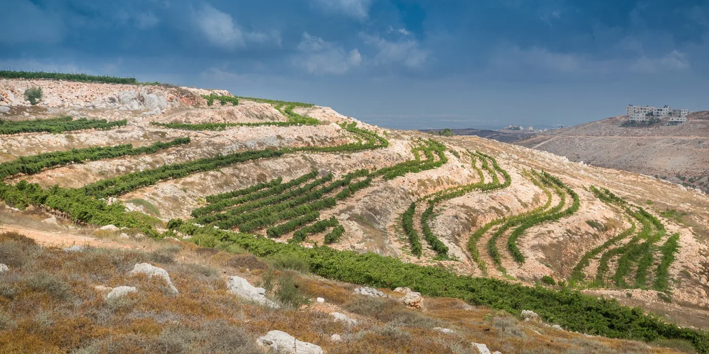 שומרון (הר גריזים)